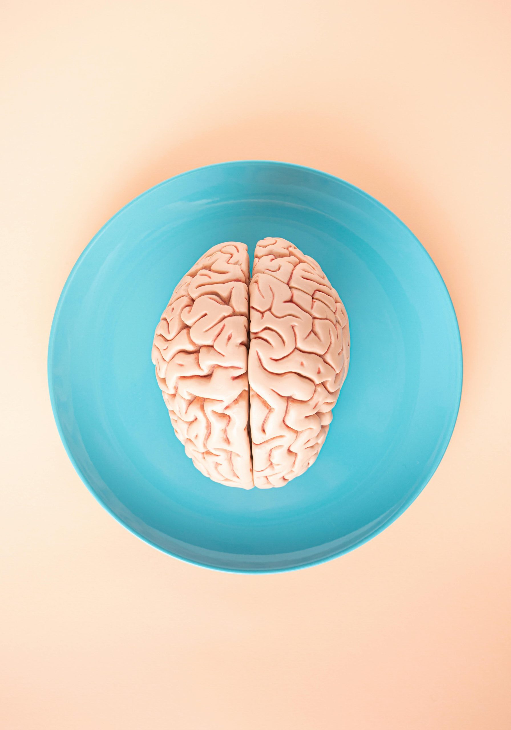 photo of a brain model on a plate